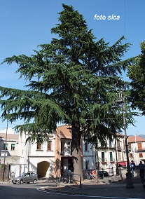 Albero Piazza Montella smoll