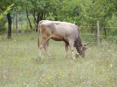 Alevamenti Casalini