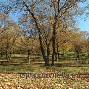 03 10 2018 malerba castagne castagneto lago campania az