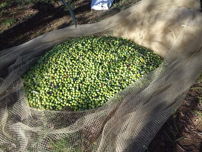 casalini Autunno 2017 uva olive frantoio