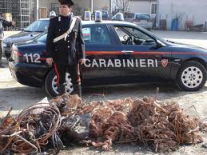 Carabinieri-rame
