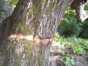 Albero Annereuato