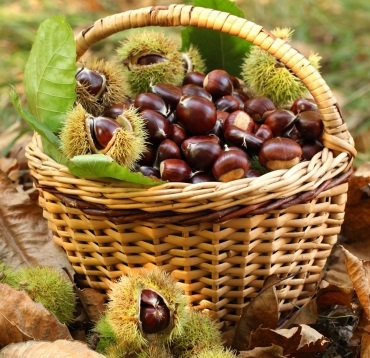 Castanicoltura