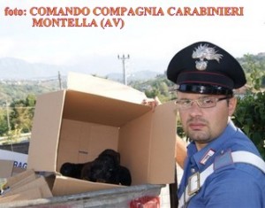 Carabiniere-Cani