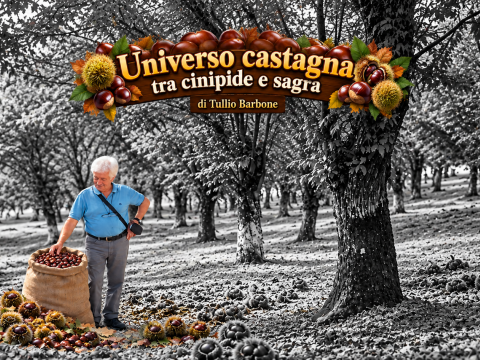 Universo castagna tra cinipide e sagra di Tullio Barbone